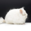 g3 royal persian angora photos photographs pictures images